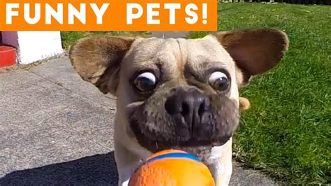 Funniest Pets And Animals Of The Week Compilation June 2018 Hilarious