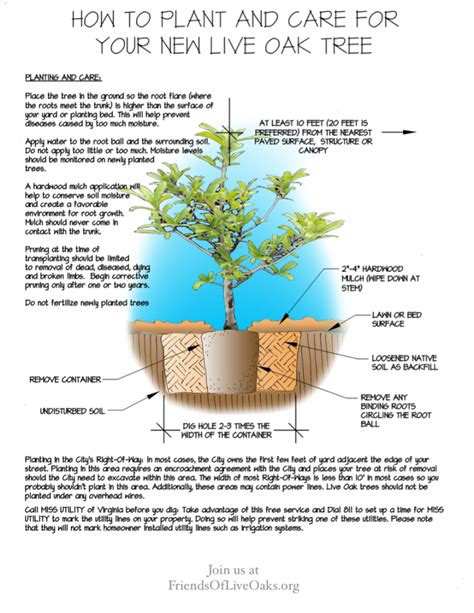 How To Plant And Care For Your New Live Oak Friends Of Live Oaks