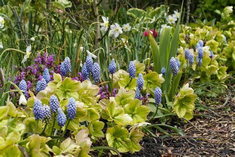 Nov 04, 2020 · this list provides a guide and was developed from a variety of sources which may not all be equally reliable. Hellebore - A Great Plant for Shade that Deer Don't Eat