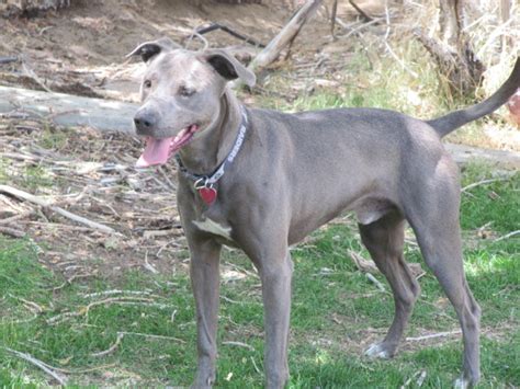 Blue Lacy Info Temperament Puppies Pictures