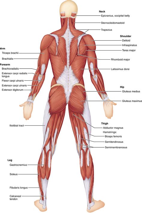 Human muscle system, the muscles of the human body that work the skeletal system, that are under voluntary control, and that are concerned with the following sections provide a basic framework for the understanding of gross human muscular anatomy, with descriptions of the large muscle groups. Identification of Human Muscles (With images) | Body ...