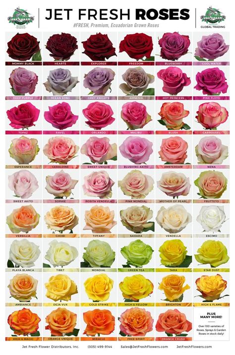 Rose Chart Rose Varieties Rose Color Meanings Types Of Roses