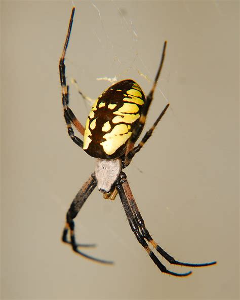 Spiders can live indoors or outside thus effecting how long they live in each. How Long Do Garden Spiders Live After Laying Eggs | Fasci ...