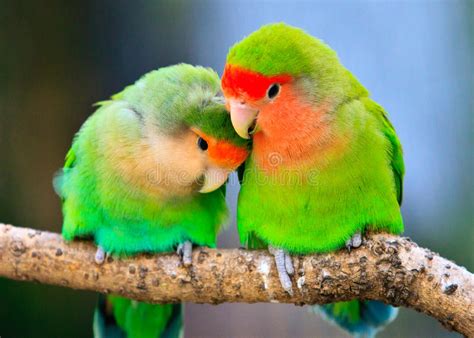 Peach Faced Lovebird Couple Stock Image Image Of Animal Affectionate