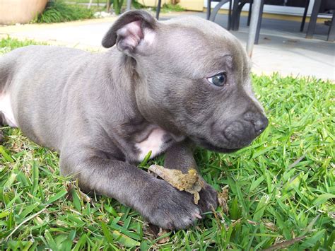 Hi, sorry shannon that your family isn't talking to you. Purebred Blue English Staffordshire Terrier Puppy.- how ...