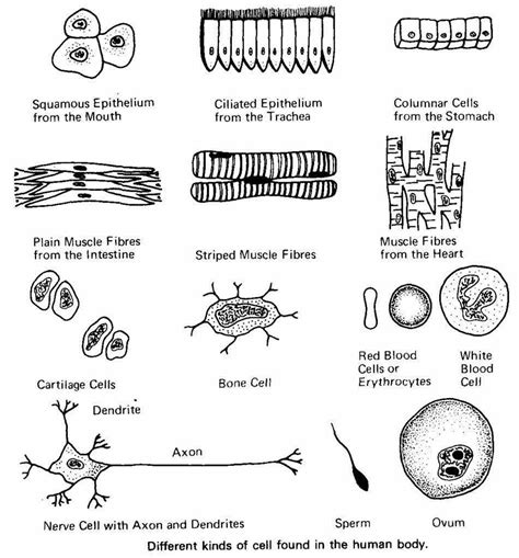 Cells Of Human Body And Their Functions