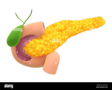 Digestive Gland Hi Res Stock Photography And Images Alamy