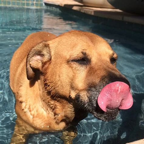 We did not find results for: 10 best German Shepherd-Pitbull mix images on Pinterest ...