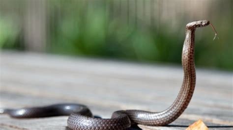 10 arti mimpi digigit ular pertanda berita buruk dan sakit