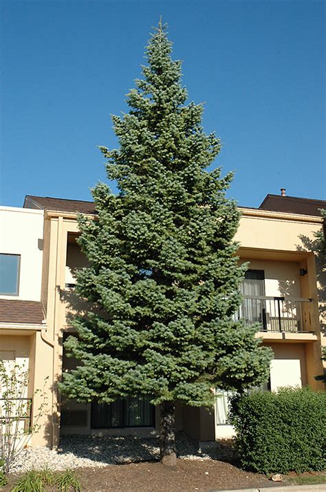 White Fir Abies Concolor Disease Resistant Evergreen