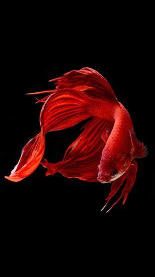 Red Fish Wallpaper ·① Wallpapertag