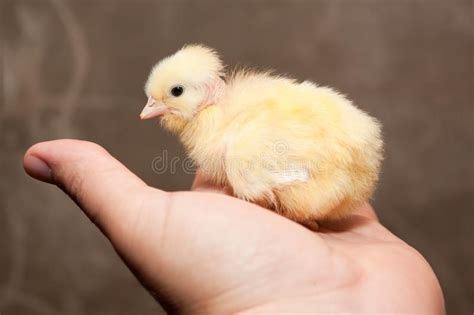 Newborn Baby Chicken Stock Image Image Of Animal Barn 110898801