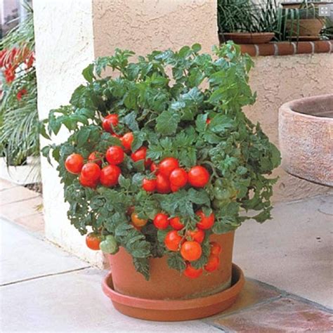 Bush Type Plants Are Excellent For Container Sales And Gardeningthis