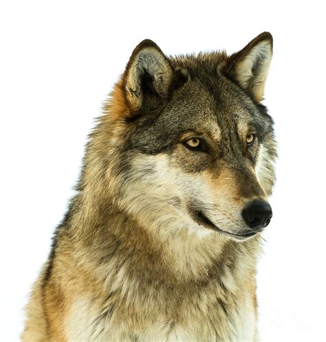 High Key Wolf Portrait Photograph By Donna Crider