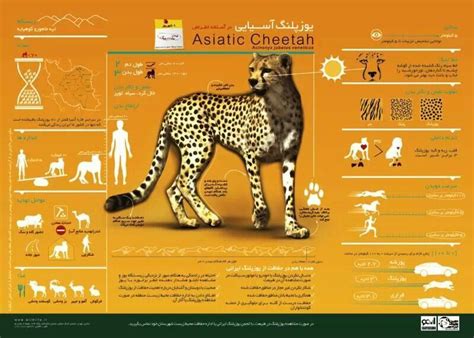 Lovely Cheetah Graphicsinformational Chart Bengals Savannahs