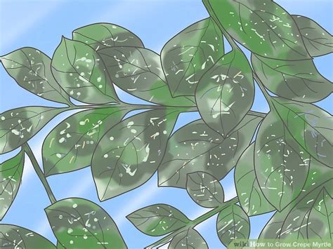 This is likely a perfectly normal phenomenon. How to Grow Crepe Myrtle: 12 Steps (with Pictures) - wikiHow