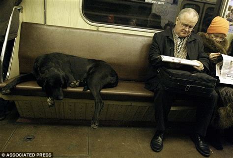 How Moscows Metro Dogs Have Learned To Navigate The Citys Subways