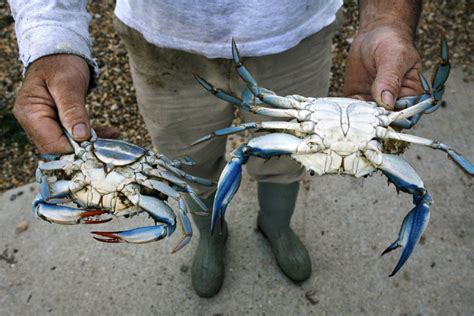 Blue Crabs In Mimico Creek An Urban Mystery Toronto Star