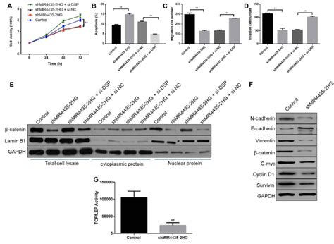 mir4435 2hg regulates wnt β catenin signaling through dsp to promote gc download scientific
