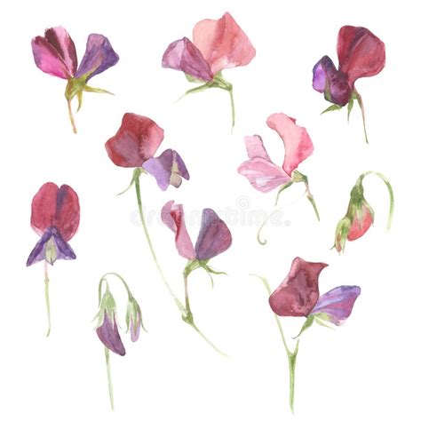 Watercolor Sweet Pea Flowers On White Background Stock Illustration