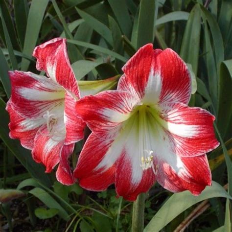 Amaryllis Lily Dutch Plant Online At Cheap Price On