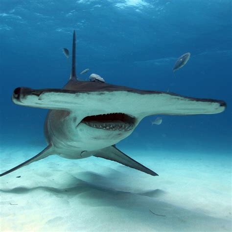 Hammerhead Sharks National Geographic