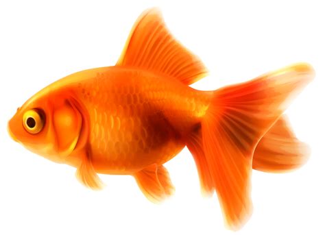 Gold Fish Transparent 14033578 Png