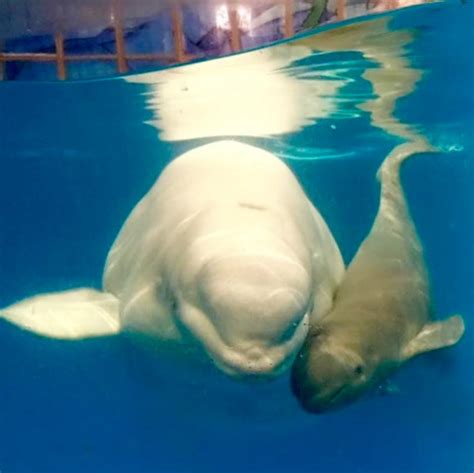 Gestation takes up to a year. Beluga Calf Born at SeaWorld San Antonio - TLM
