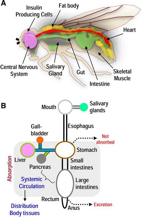 drosophila melanogaster as a model organism for nutrigenomics and its download scientific