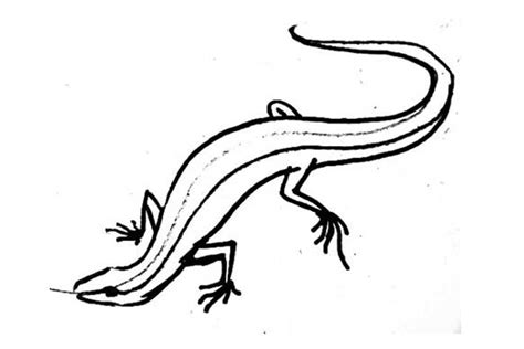 How To Draw A Lizard Easy Realistic For Kids And Head