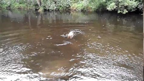 Budleigh Belly Flop Youtube