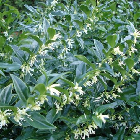 Special Deal Sarcococca Confusa Sweet Box Sarcococca Large