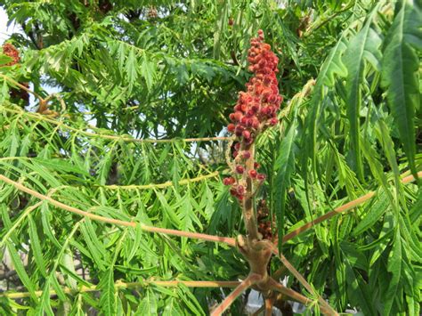 Check spelling or type a new query. Sumacs (Common Native Trees of Nova Scotia) · iNaturalist.org