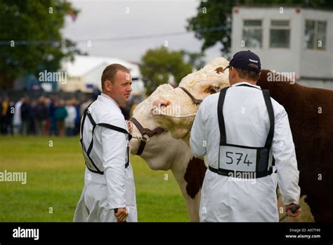 Hereford Cattle Being Shown At The Royal Agricultural Show England