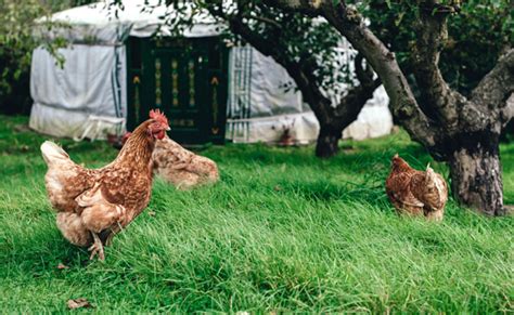 Quelles différences entre une poule et un poulet