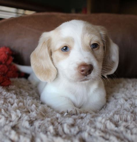 Miniature long haired dachshunds have a rich history. Piebald Dachshund Puppies Texas