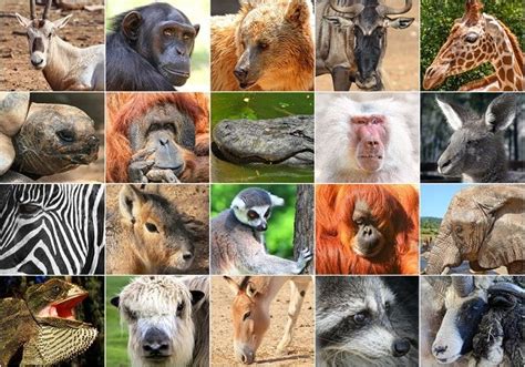 Reino Animal O Animalia Características Y Clasificación De Los Animales