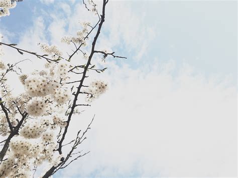 무료 이미지 나무 분기 눈 겨울 식물 하늘 서리 봄 시즌 벚꽃 작은 가지 꽃들 동결 3264x2448