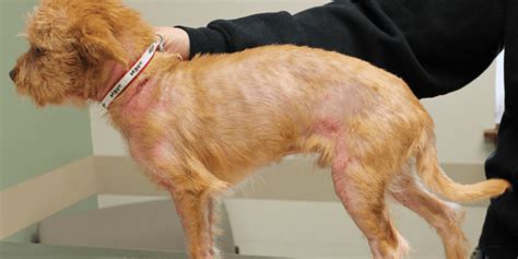 Managing The Cause Of Your Pets Itch Tips From A Pet Dermatologist