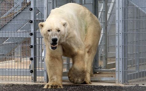 Englands Only Captive Polar Bear Arrives