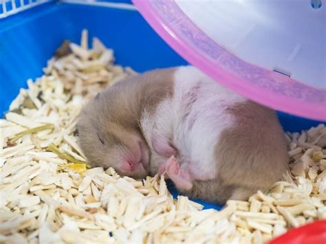 Do Hamsters Hibernate Were All About Pets