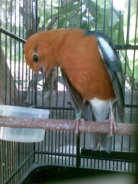 Gambar Burung Anis Merah Jantan Gambar Burung