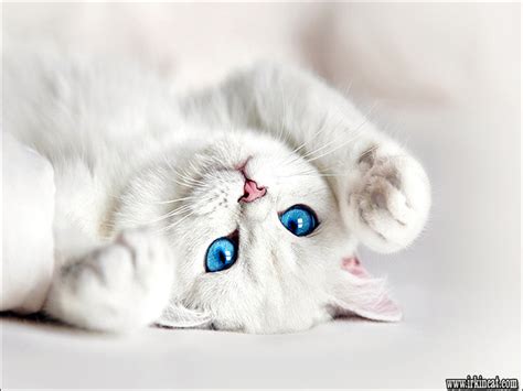 The Dos And Dont Of White Kittens With Blue Eyes