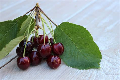 Regina Cherry Tree Care Tips For Growing Regina Cherries