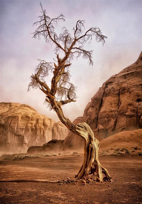 Monument Valley Arizona This Is A Photo Of An Aged Juniper Tree He