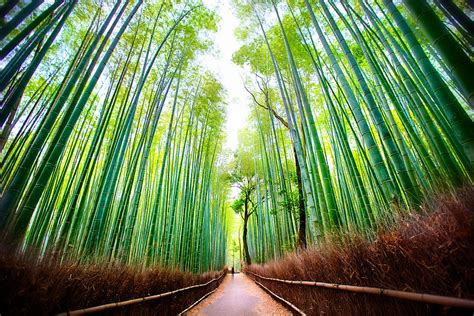 bambusový ráj arashiyama cestování asianstyle cz