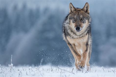 Johnson Continues Push To Delist Gray Wolves In Wisconsin Mid West