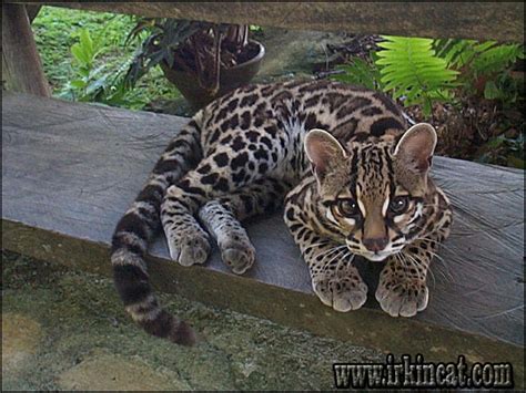 New classified £30 each for sale. The Undisputed Truth About Ocelot Kittens For Sale That ...