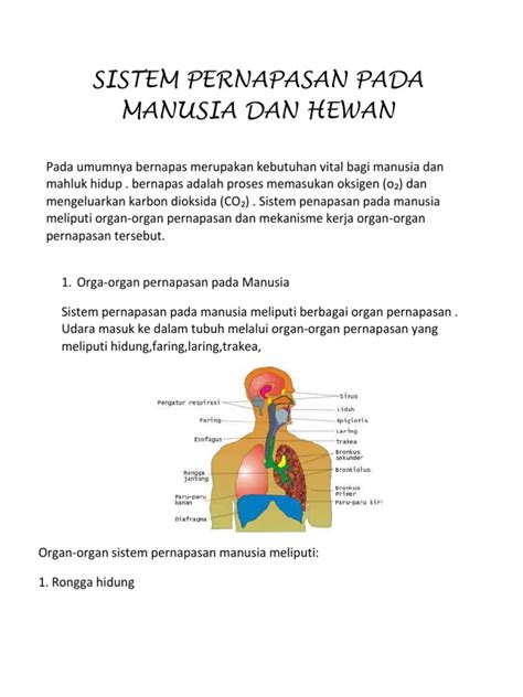 Sistem saraf merupakan salah satu bagian yang menyusun sistem koordinasi yang bertugas menerima rangsangan halaman all. Sistem Pernapasan Pada Manusia Dan Hewan