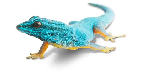 Facts About Lizards What Is A Lizard Dk Find Out